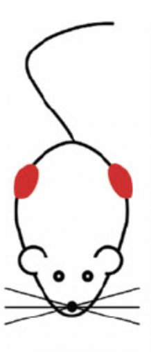 Mouse model with bilateral tumors